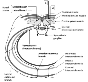 technique de ponction RegAnesthPainMed