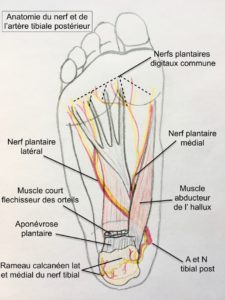 anatomie nerf et artere tibiale posterieure pied