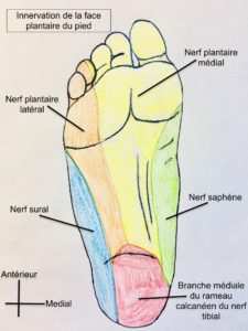 innervation de la face plantaire du pied